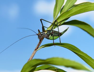 wart biter bush cricket 6661900 960 720 – Cricket: Ought to The Toss Be Tossed Away? – World Tech Power
