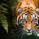 Untitled design 2023 07 29T095520.011 – Worldwide Tiger Day 2023 Theme, Quotes, Photos, Messages, Drawings, Posters, Banners, Captions and Cliparts to Create Consciousness – World Tech Power