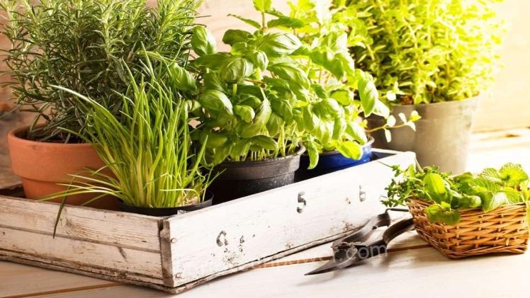 5 Herbs That Are Easy to Grow – 5 Herbs That Are Easy To Grow – World Tech Power